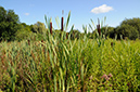 Bulrush_LP0387_04_Guildford