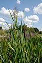 Bulrush_LP0326_100_Hampton_Court