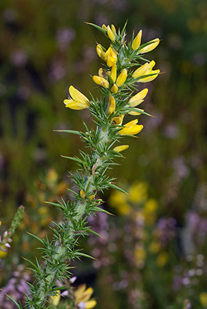 Gorse_Dwarf_LP0072_19_Thursley