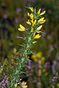 Gorse_Dwarf_LP0072_19_Thursley