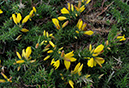 Gorse_Dwarf_LP0257_59_Henley_Park