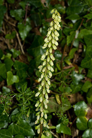 Navelwort_LP0156_71_Andrews_Wood