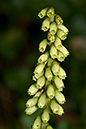 Navelwort_LP0156_73_Andrews_Wood