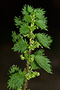 Nettle_Small_LP0203_22_Elstead