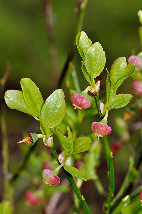 Bilberry_LP0268_44_Hindhead