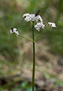 Valerian_Marsh_LP0203_03_Elstead