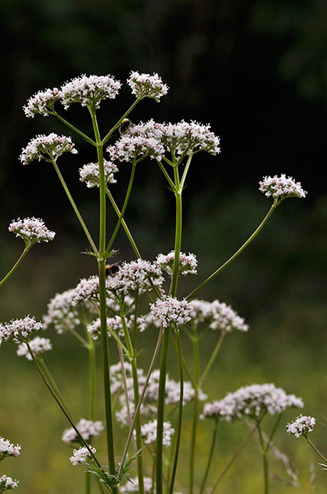 Valerian_Common_LP0274_90_Riddlesdown