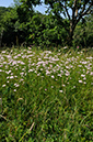 Valerian_Common_LP0371_12_Chipstead