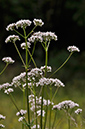 Valerian_Common_LP0274_90_Riddlesdown