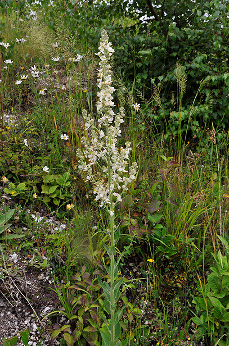 Mullein_White_LP0274_43_Riddlesdown