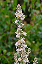 Mullein_White_LP0274_55_Riddlesdown