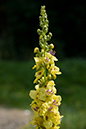 Mullein_Dark_LP0068_68_Headley_Heath