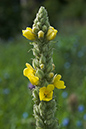 Mullein_Great_LP0023_01_Coulsdon