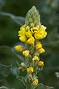 Mullein_Great_LP0022_03_South_Croydon