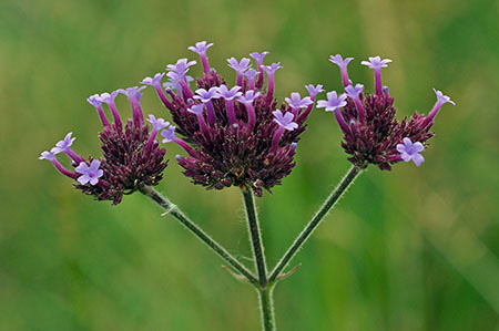 Vervain_Argentinian_LP0288_24_Croydon_Wandle