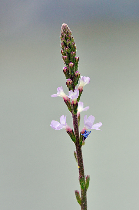 Vervain_LP0293_081_Hampton_Court