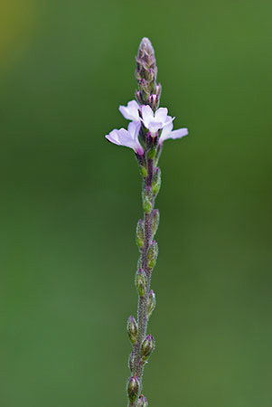 Vervain_LP0160_25_Walton_Downs