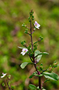 Water-speedwell_Pink_LP0282_63_Merstham