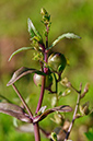 Water-speedwell_Pink_LP0283_15_Merstham