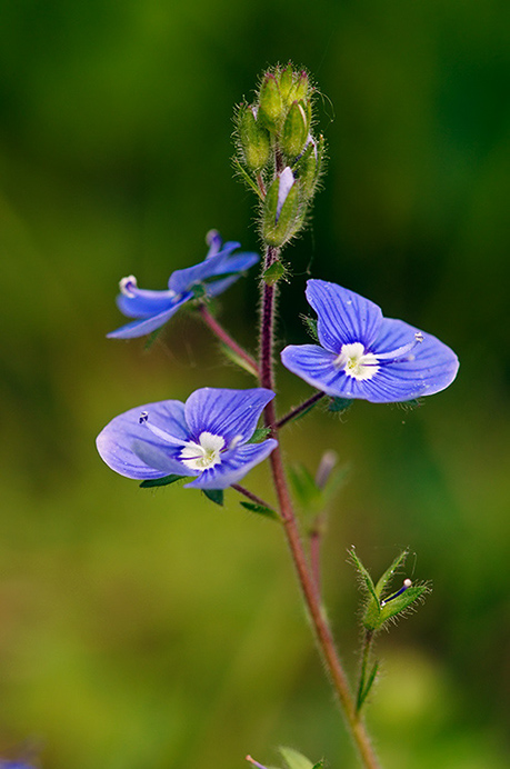 Speedwell_Germander_LP0360_48_Hampton_Court