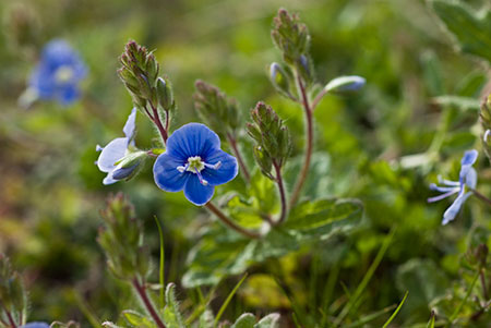 Speedwell_Germander_LP0118_35_Hale_Common