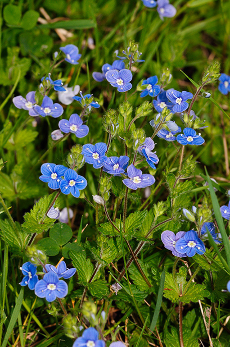 Speedwell_Germander_LP0360_45_Hampton_Court