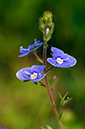 Speedwell_Germander_LP0360_48_Hampton_Court