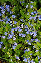 Speedwell_Germander_LP0310_09_Ashplats_Wood