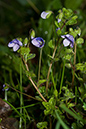 Speedwell_Slender_LP0110_12_Dunsfold