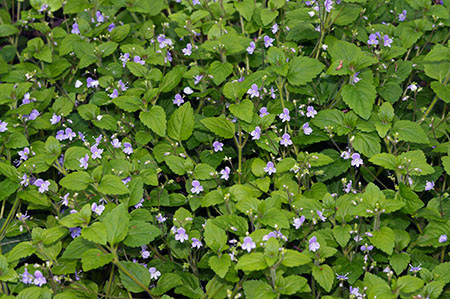 Speedwell_Wood_LP0310_07_Ashplats_Wood