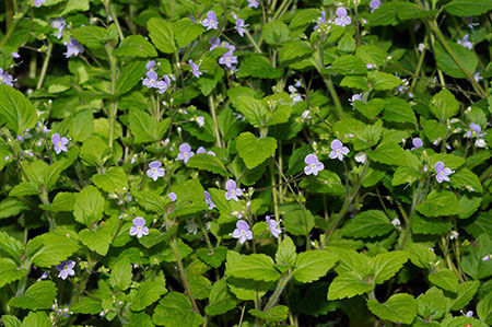 Speedwell_Wood_LP0310_03_Ashplats_Wood