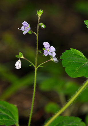 Speedwell_Wood_LP0270_33_Nower_Wood