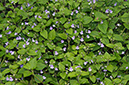 Speedwell_Wood_LP0310_07_Ashplats_Wood