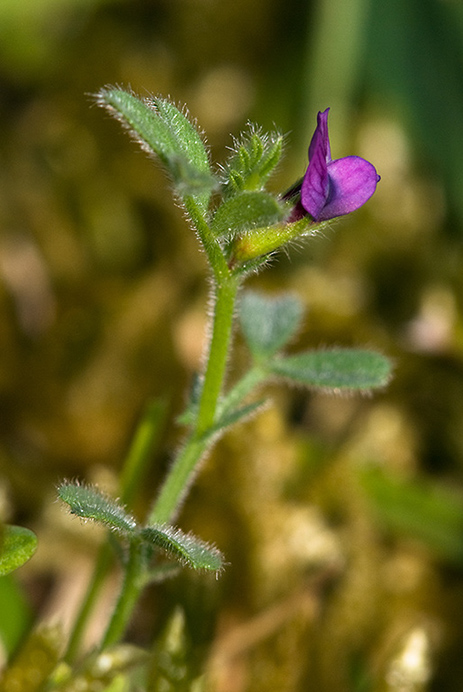 Vetch_Spring_LP0123_35_St_Martha