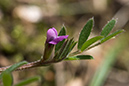 Vetch_Spring_LP0122_24_Witley_Common