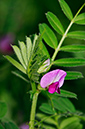 Vetch_Common_LP0360_70_Hampton_Court