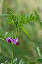 Vetch_Common_LP0028_04_Howell_Hill
