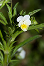 Pansy_Field_LP0160_45_Walton_Downs