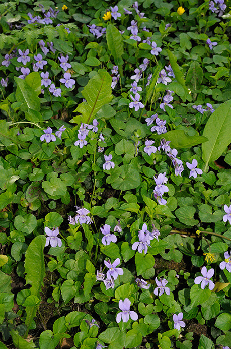 Dog-violet_Early_LP0355_06_Sanderstead