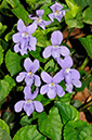 Dog-violet_Early_LP0355_18_Sanderstead