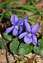 Dog-violet_Common_LP0305_04_Leith_Hill