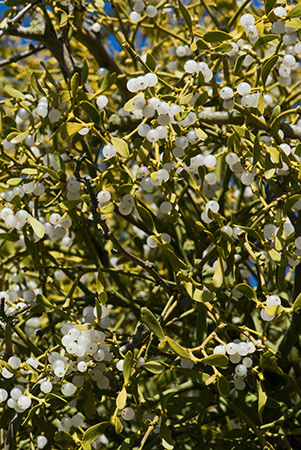 Mistletoe_LP0187_08_Bushy_Park