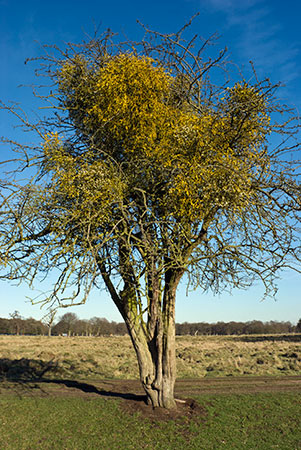 Mistletoe_LP0187_05_Bushy_Park