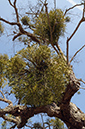 Mistletoe_LP0304_53_Hampton_Court