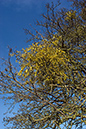 Mistletoe_LP0187_01_Bushy_Park