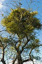 Mistletoe_LP0091_06_Riddlesdown