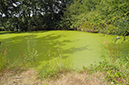 Duckweed_Rootless_pond_LP0381_28_Haxted