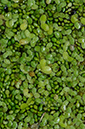 Duckweed_Rootless_LP0381_35_Haxted