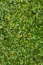 Duckweed_Rootless_LP0381_24_Haxted