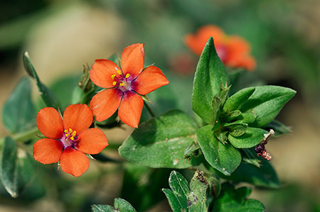 Scarlet_Pimpernel_LP0238_40_Eden_Valley